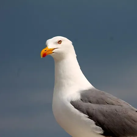 Inselhauschen Rugen